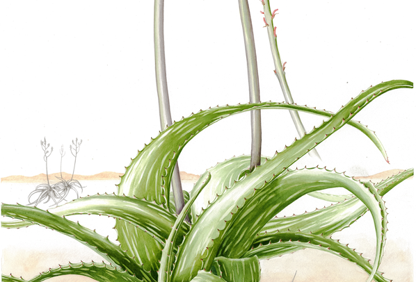 Aloe mcloughlinii