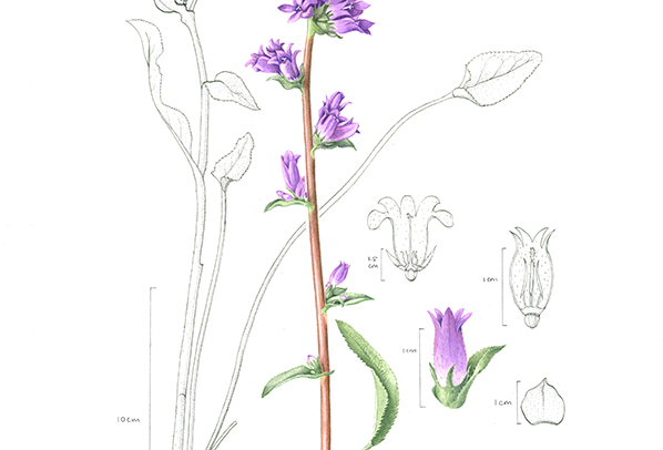 Campanula glomerata - Clustered bellflower
