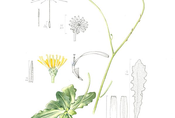 Hypochaeris radiata - Common Cat’s Ear