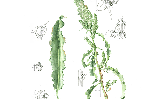 Rumex crispus - Curly dock